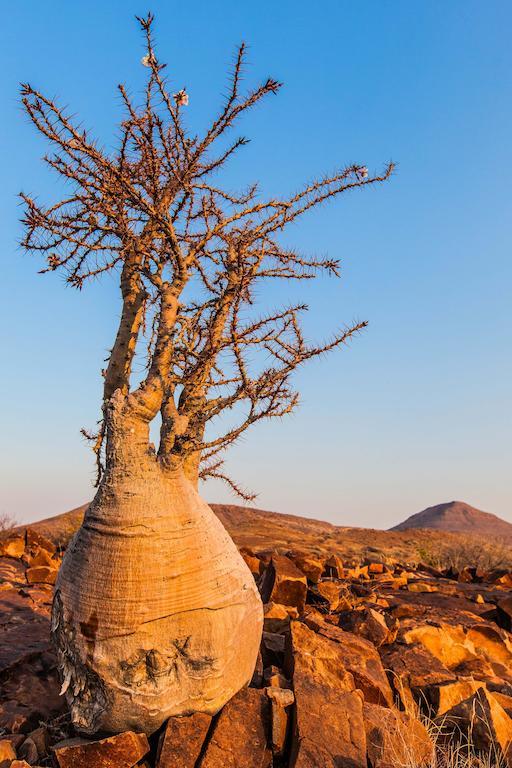 Etendeka Mountain Camp Damaraland Eksteriør billede